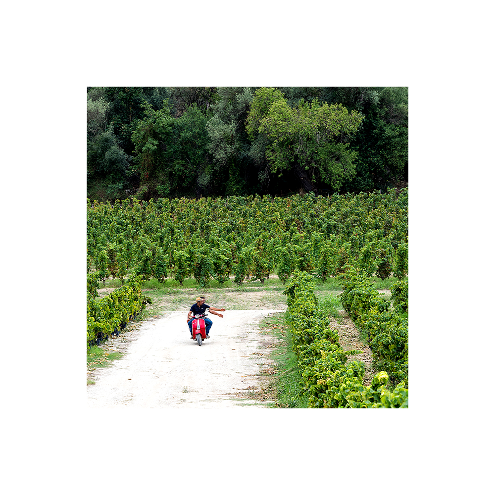 Zisola Wine & Food Experience