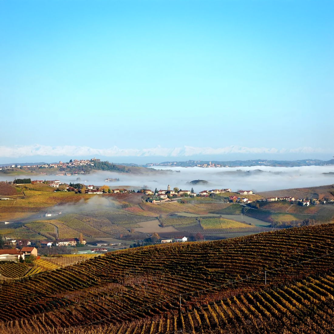 Barolo 2021: Charismatic, well-structured and with great ageing potent