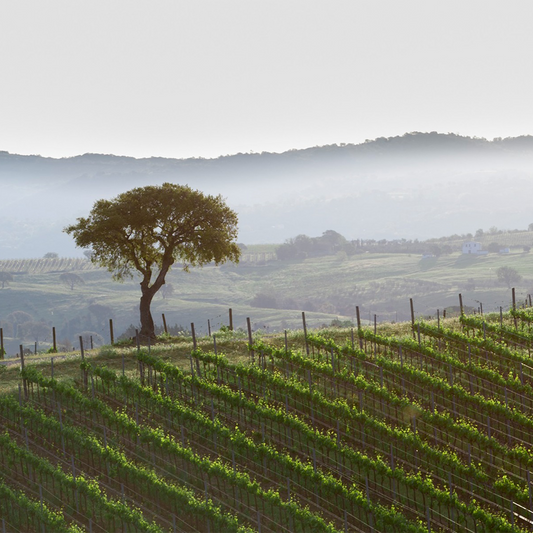 For those who love wine & numbers… Top Performer Italy 100