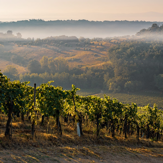 Brunello di Montacino 2020: Fundamentally Charming
