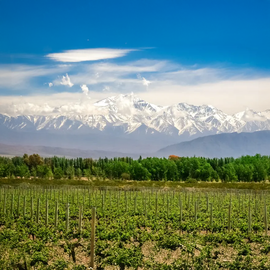 Bodega Chacra: Made by the grandson of Sassicaia's creator