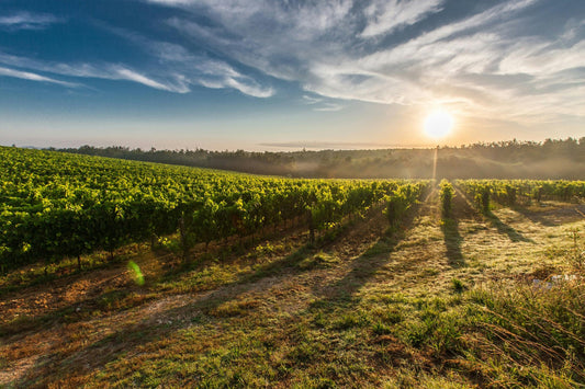 The Rise and Rise of English Sparkling Wine: Why Collectors (and drinkers!) are Finally Paying Attention