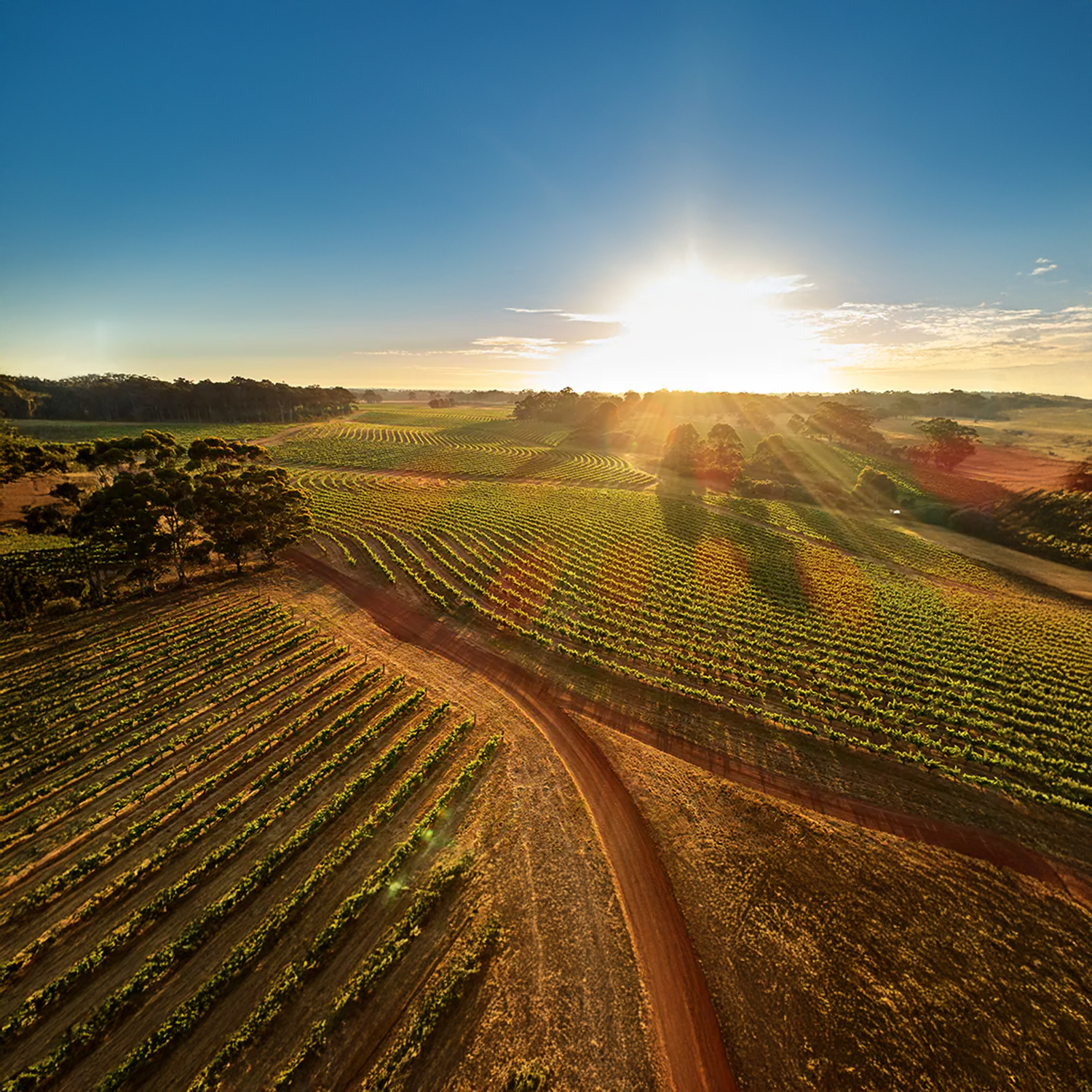 Australia – Petersham Cellar