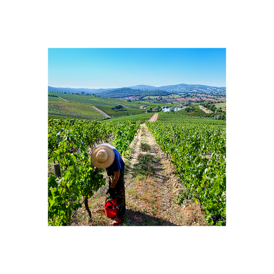 Belguardo Premium Wine Tour