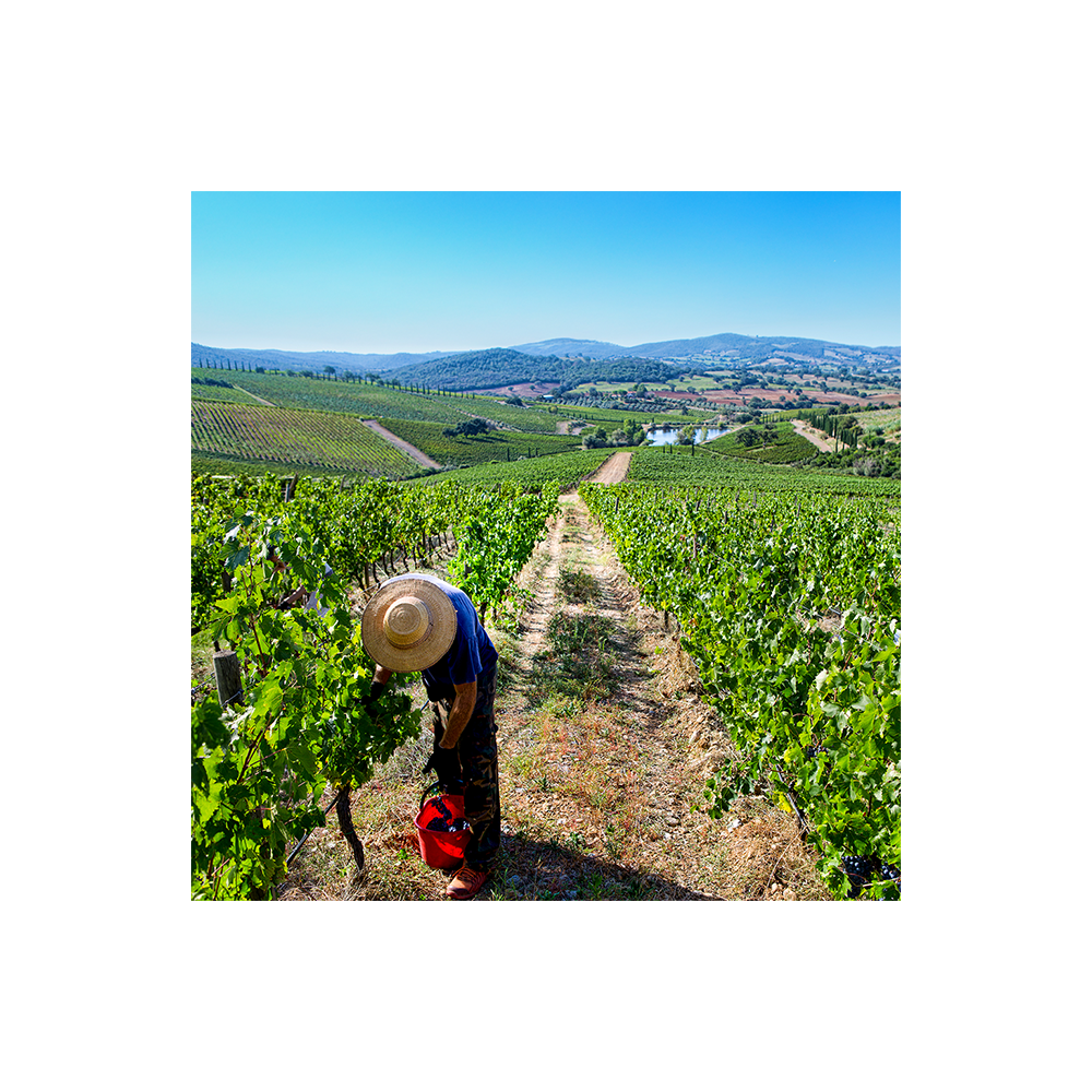 Belguardo Premium Wine Tour