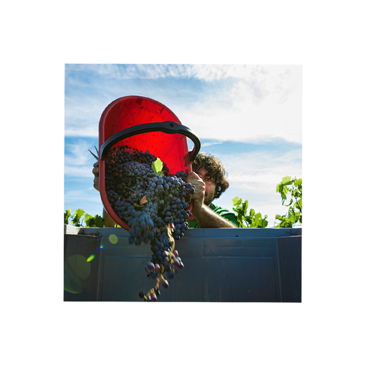 Belguardo Private Premium Wine Tour