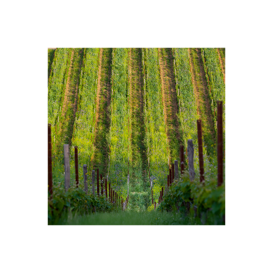 Belguardo Classic Wine Tour