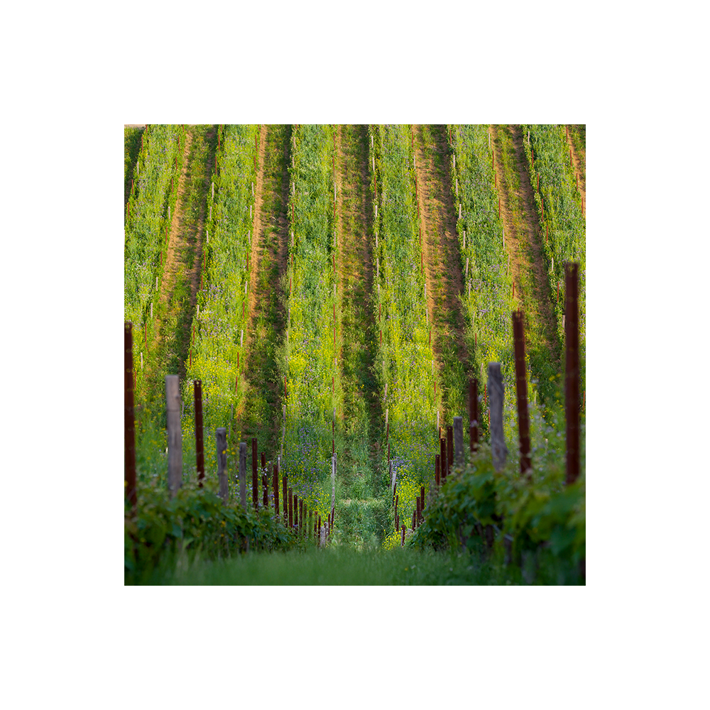 Belguardo Classic Wine Tour