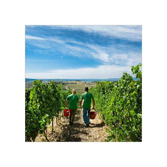 Petersham Coastal Summer Case - 6x75cl
