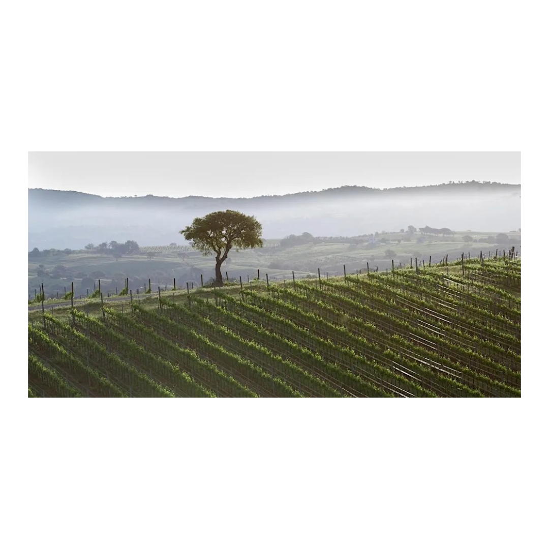 23rd April: Wine Pairing & Canapes - Spring Garden Celebration