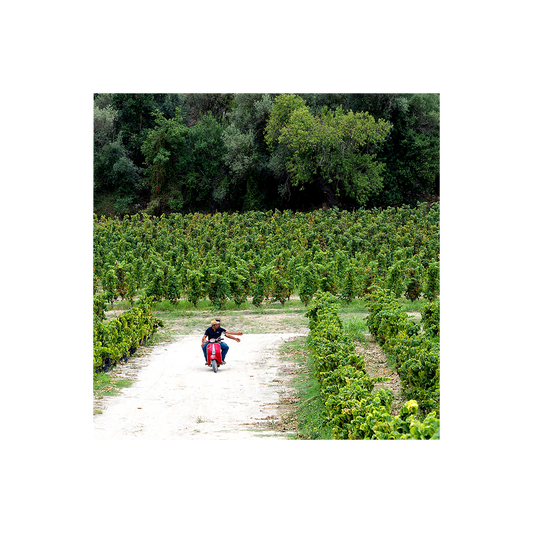 Zisola Wine & Food Experience