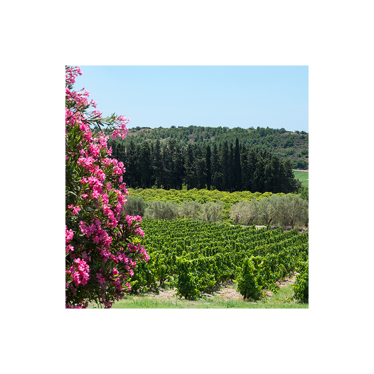 Private Zisola Wine Experience