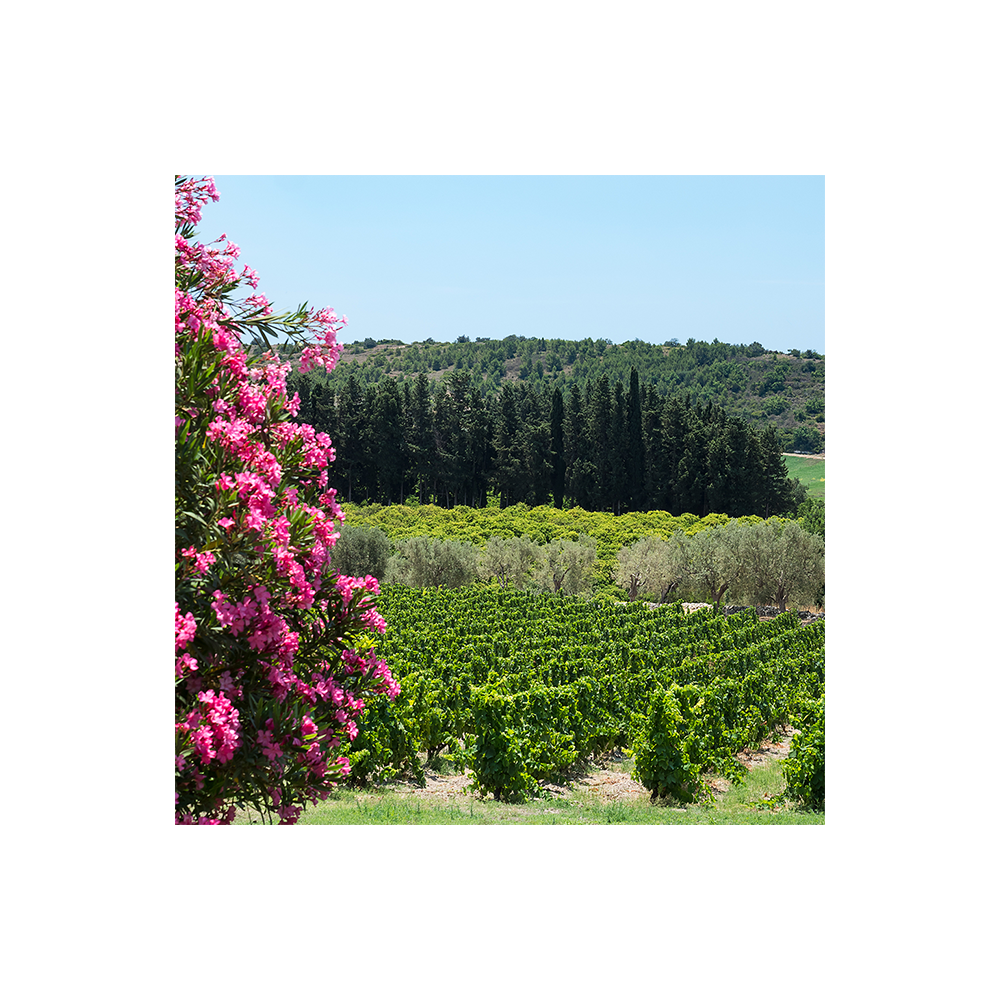 Private Zisola Wine Experience