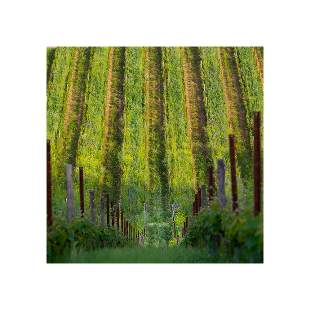 belguardo-classic-wine-tour__10022470058293.png
