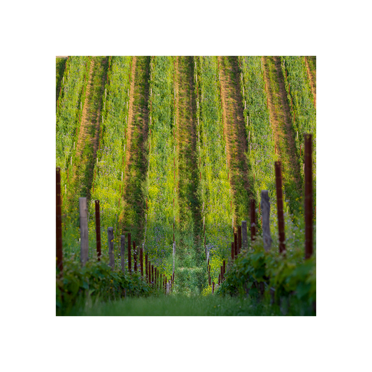 belguardo-classic-wine-tour__10022470058293.png
