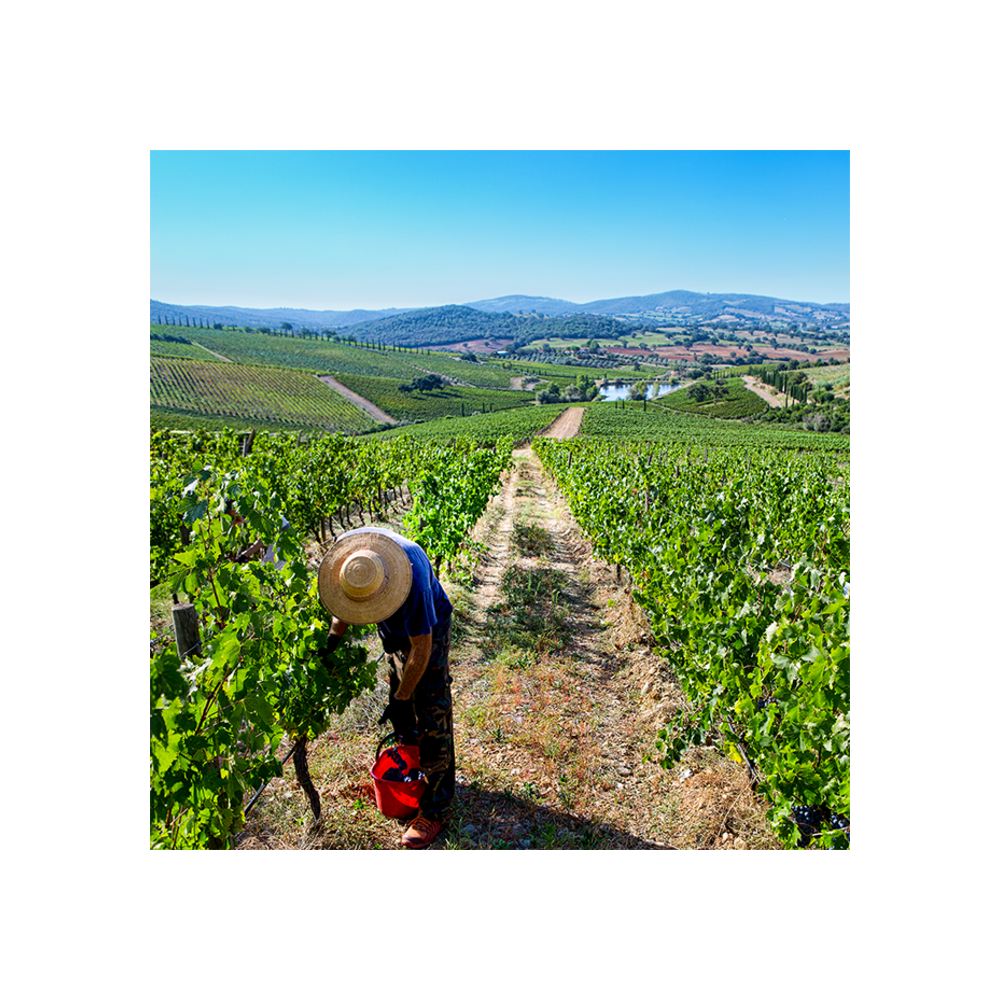 belguardo-premium-wine-tour__10022471827765.png