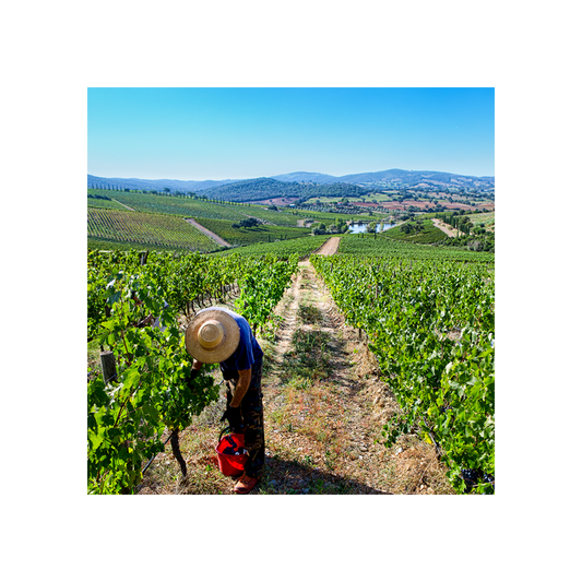 belguardo-premium-wine-tour__10022471827765.png