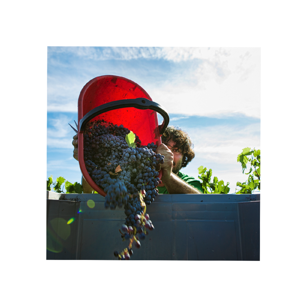 belguardo-private-premium-wine-tour__10022475465013.png
