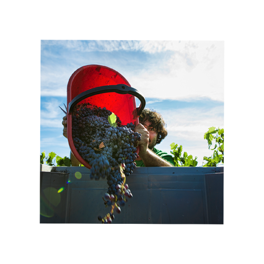 belguardo-private-premium-wine-tour__10022475465013.png