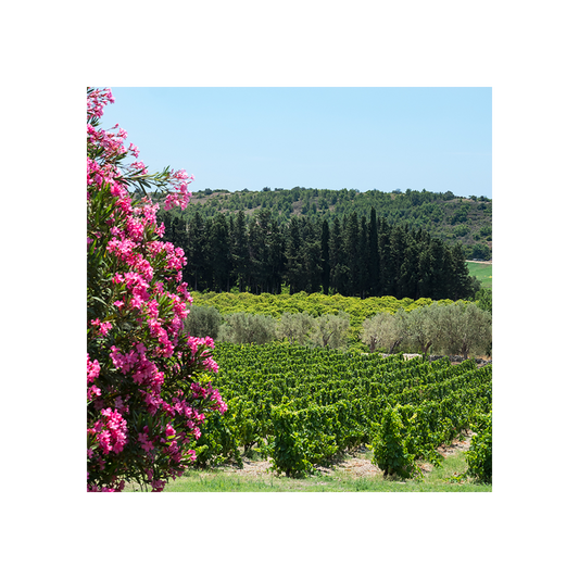 private-zisola-wine-experience__10022491914549.png