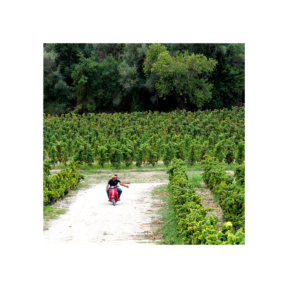 zisola-wine-food-experience__10022494798133.png
