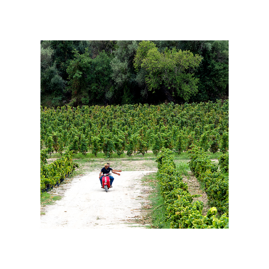 zisola-wine-food-experience__10022494798133.png